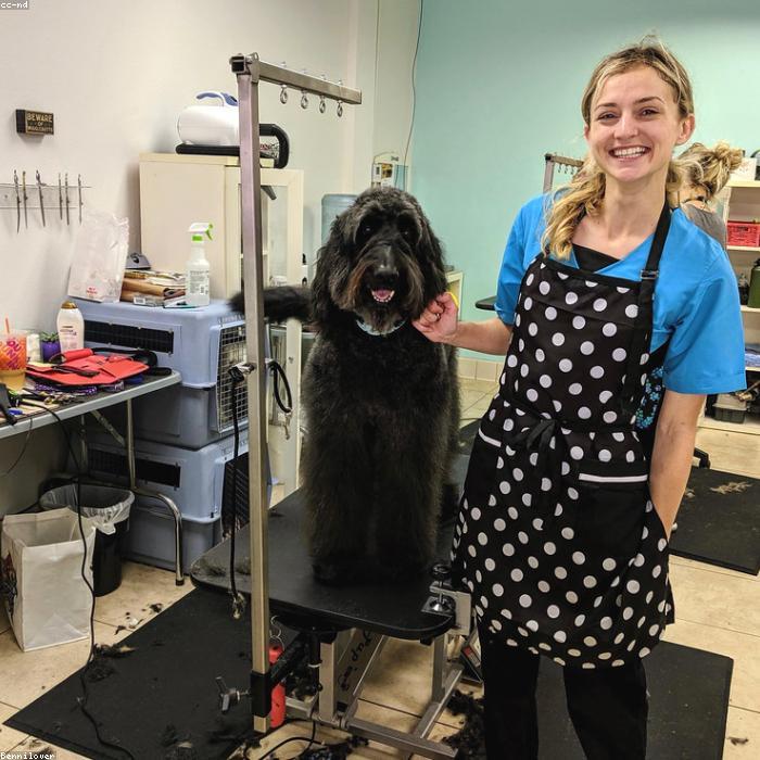 Groomer περιποιείται σκύλο στο τραπέζι grooming